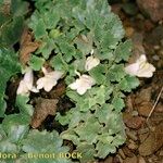 Asarina procumbens Habitus