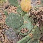 Opuntia phaeacanthaFlower