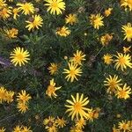 Euryops chrysanthemoides Floro