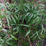 Pteris cretica Habitus