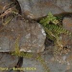 Adiantum incisum Otro