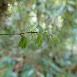 Hymenophyllum inaequale Leaf