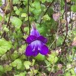 Maurandya barclayana Flor