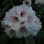 Rhododendron uvariifolium Flor