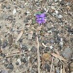 Viola sororia Kvet