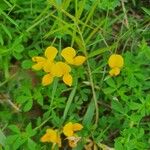 Lotus corniculatusFlor