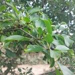 Rhamnus cathartica葉