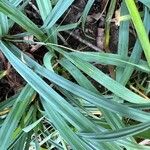 Carex flaccosperma Lehti