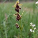 Ophrys insectifera Цвят