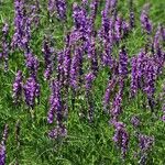 Vicia tenuifolia Hábito