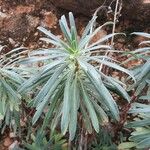 Euphorbia characias Blatt