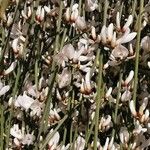 Retama monosperma 花