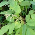 Desmodium tortuosum Çiçek