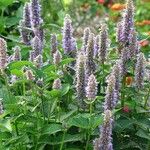 Agastache foeniculum Flower