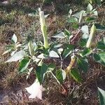 Datura innoxia Yeri