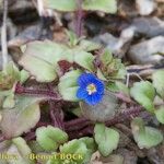 Veronica acinifolia Pokrój