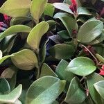 Aeschynanthus radicans Jani