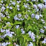 Myosotis sylvatica Blatt