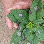 Amaranthus spinosus Blatt