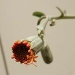 Kleinia fulgens Blüte