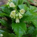 Cardamine enneaphyllos Floare