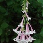 Syringa villosa Flower