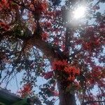 Butea monosperma Habitus