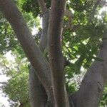 Ficus wildemaniana