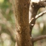 Combretum constrictum Bark