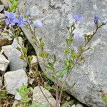 Veronica austriaca Flower