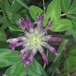 Trifolium alpinum Cvet