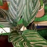 Calathea sanderiana Hoja