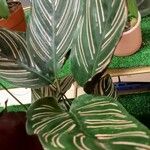 Calathea sanderiana Leaf