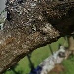 Plinia cauliflora Bark