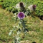 Cirsium eriophorum عادت داشتن