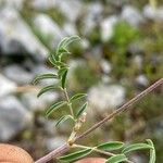 Onobrychis caput-galli Likasa