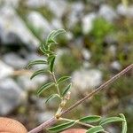 Onobrychis caput-galli Leaf