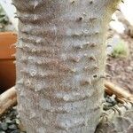 Pachypodium rosulatum Kůra