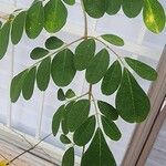 Moringa oleifera Leaf