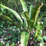 Asplenium scolopendrium Likasa