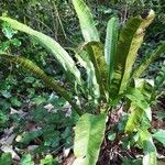 Asplenium scolopendrium Liść