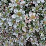 Rhododendron indicum Blad