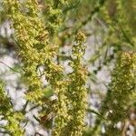 Rumex palustris ᱵᱟᱦᱟ