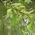 Salix alba Λουλούδι