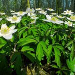 Anemone nemorosa Hábitos