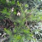 Acacia verticillata Hoja