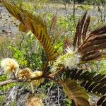 Archidendropsis macradenia Flower