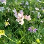 Coronilla variaBlomst