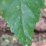 Betula davurica Leaf