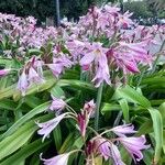 Crinum × powellii Flower